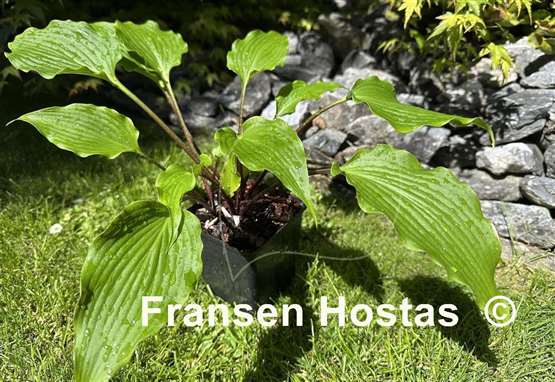 Hosta Pondering Parsippany