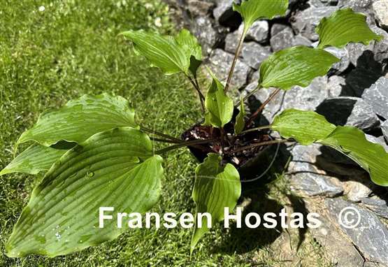 Hosta Pondering Parsippany