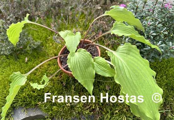 Hosta Pondering Parsippany