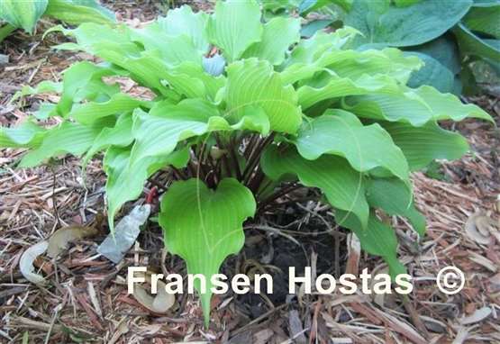 Hosta Pondering Parsippany