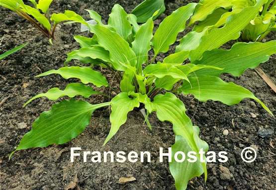 Hosta Pondering Parsippany