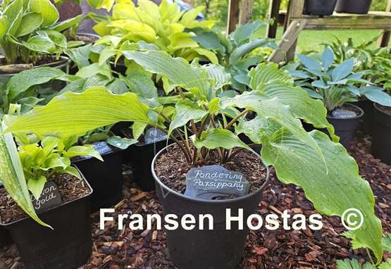 Hosta Pondering Parsippany