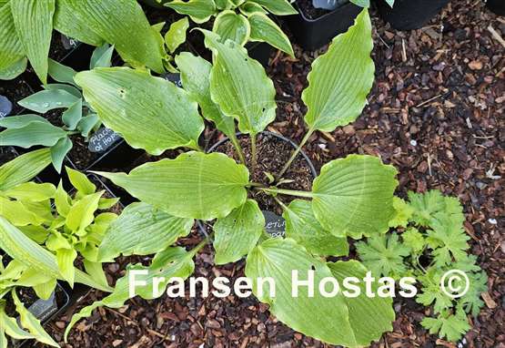 Hosta Pondering Parsippany