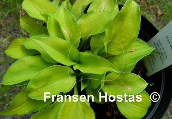 Hosta Pooh Bear