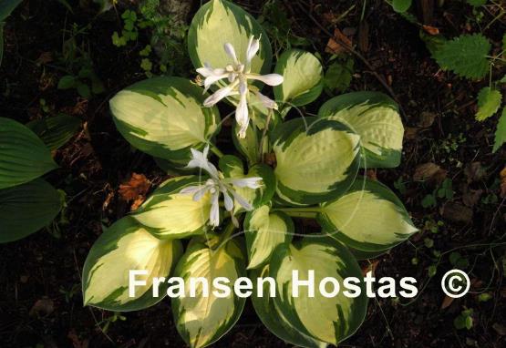 Hosta Popcorn