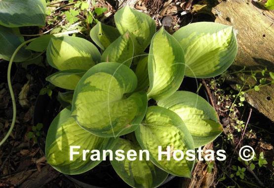 Hosta Popcorn