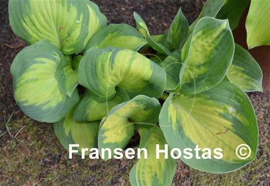 Hosta Popcorn