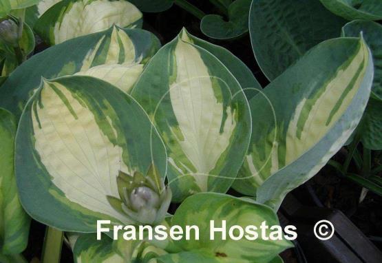 Hosta Popcorn