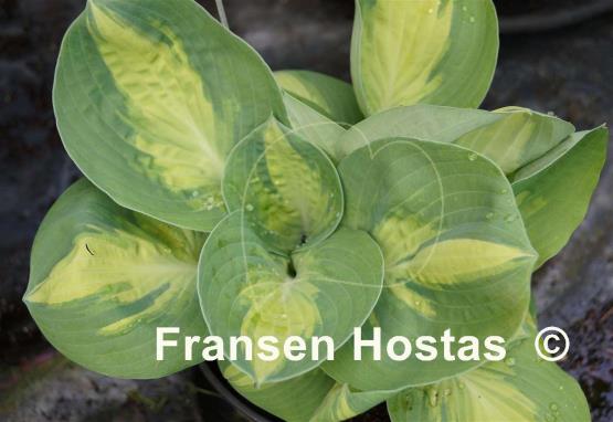 Hosta Popcorn