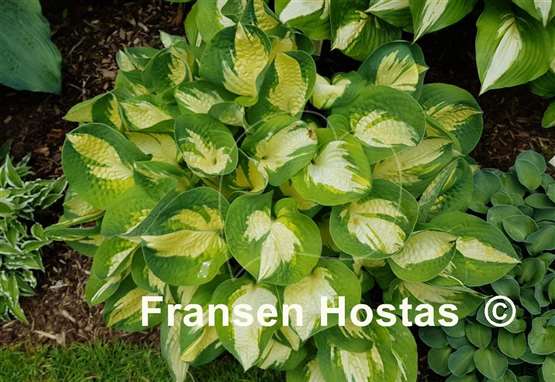 Hosta Popcorn