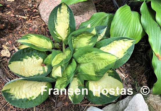 Hosta Popcorn