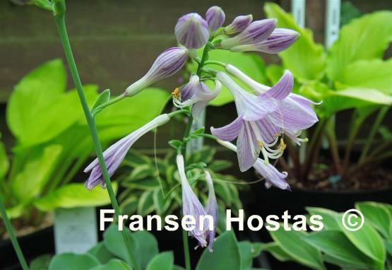 Hosta Popo