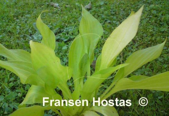 Hosta Pot of Gold