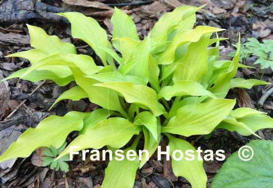 Hosta Pot of Gold