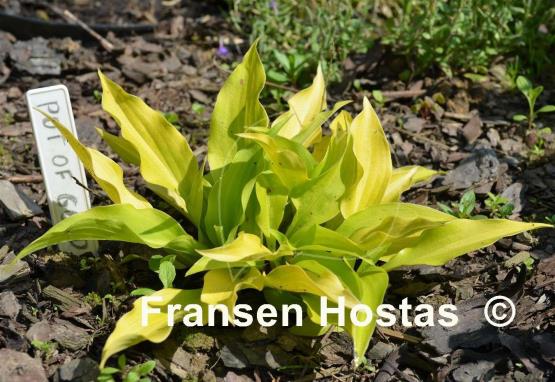 Hosta Pot of Gold