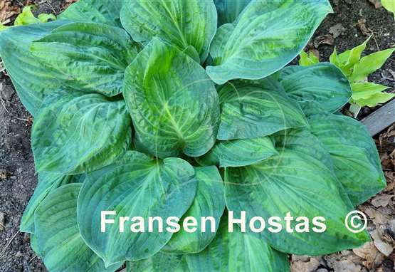 Hosta Potomac Glory