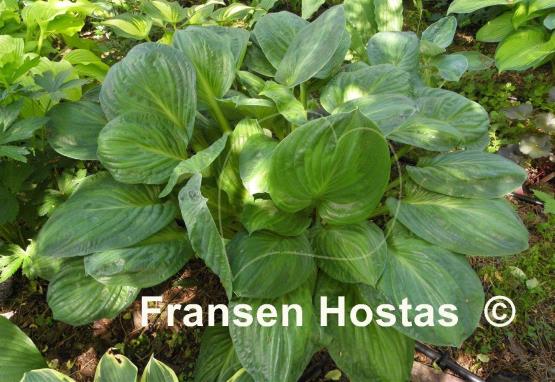 Hosta Potomac Glory