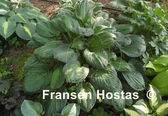 Hosta Potomac Glory