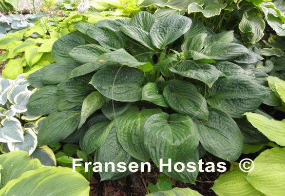 Hosta Potomac Pride