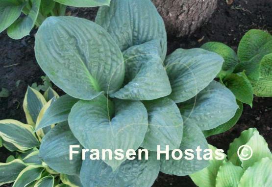 Hosta Potomac Pride