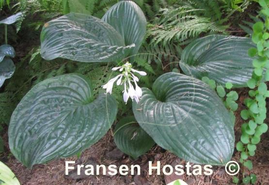 Hosta Potomac Pride