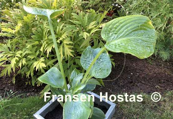 Hosta Powder Blue
