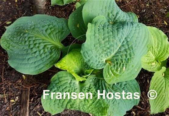 Hosta Powder Blue