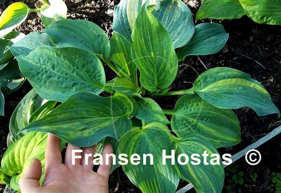 Hosta Powder Keg