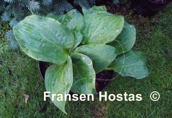 Hosta Powder Blue
