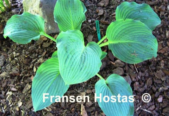 Hosta Powder Blue