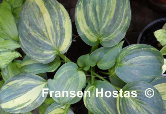 Hosta Powder Keg