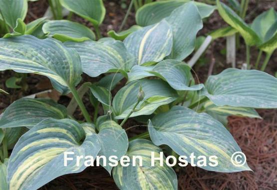 Hosta Powder Keg