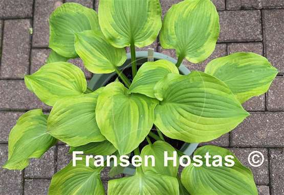 Hosta Prairie Magic