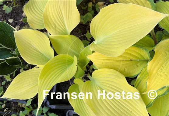 Hosta Prairie Moon