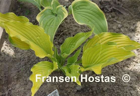 Hosta Prairie Sunset