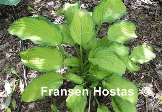 Hosta Prairie's Edge