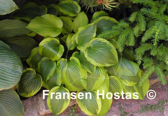 Hosta Prairie Magic