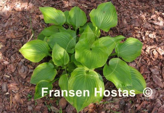 Hosta Prairie Magic