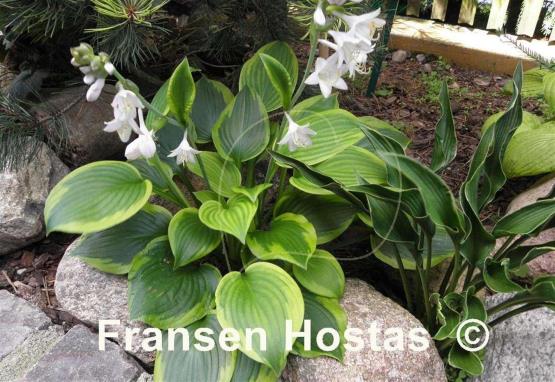 Hosta Prairie Magic