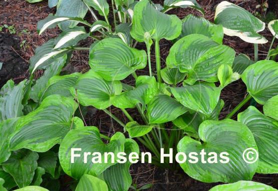 Hosta Prairie Magic