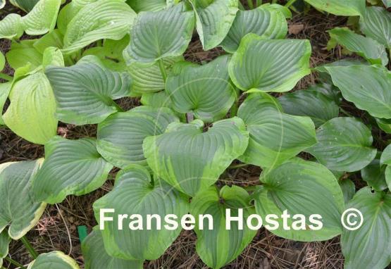 Hosta Prairie Magic