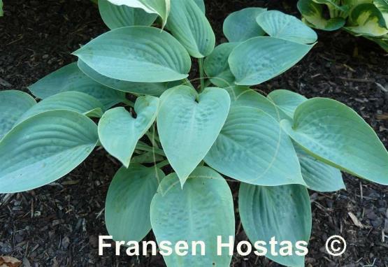 Hosta Prairie Sky