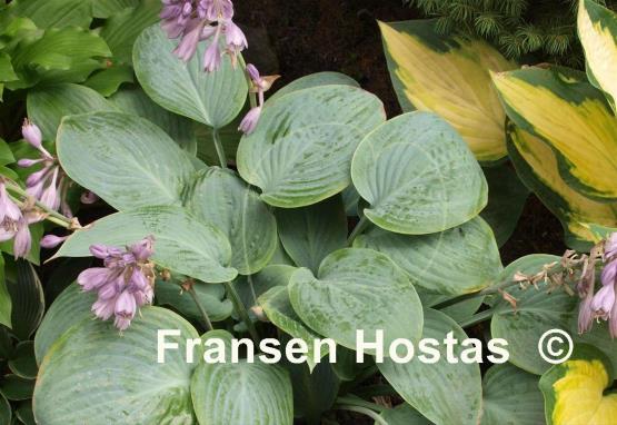 Hosta Prairie Sky