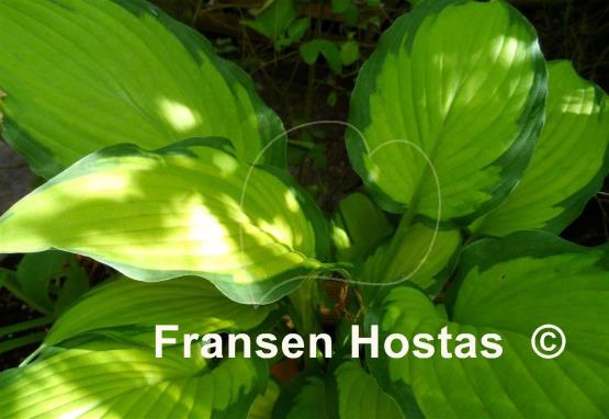 Hosta Prairie's Edge