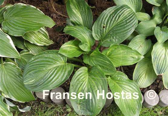 Hosta Praise Him