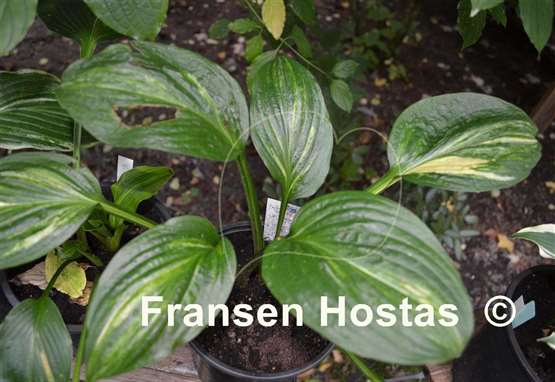 Hosta Praise Him