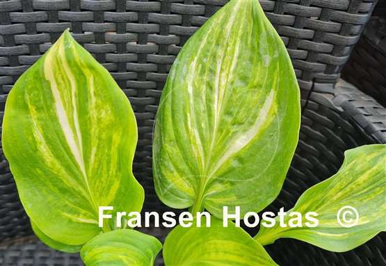 Hosta Praise Him