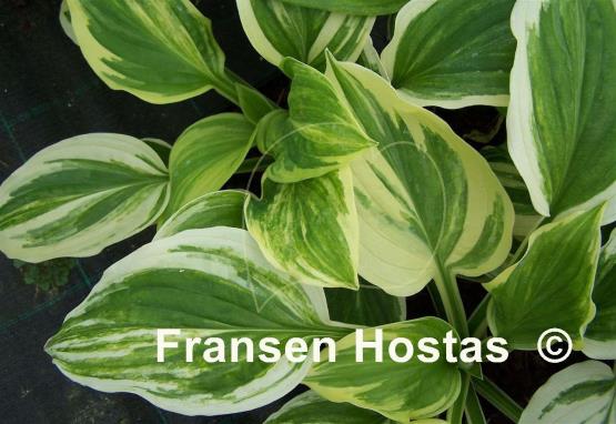 Hosta Praise Him
