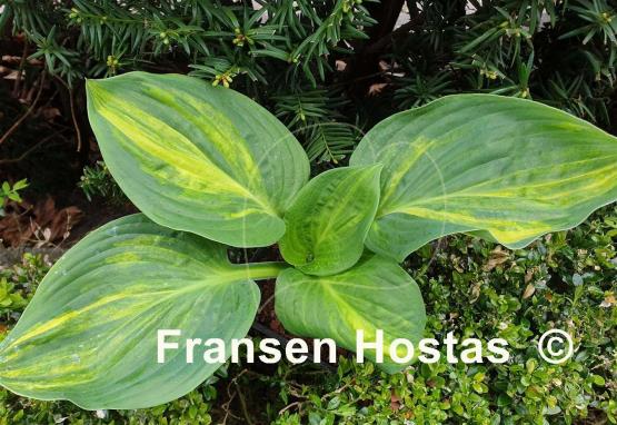 Hosta Praise Him