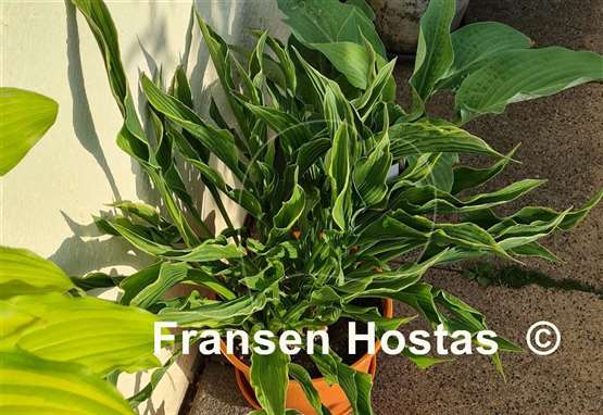 Hosta Praying Hands